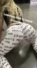 Nude Lele Pons Twerking