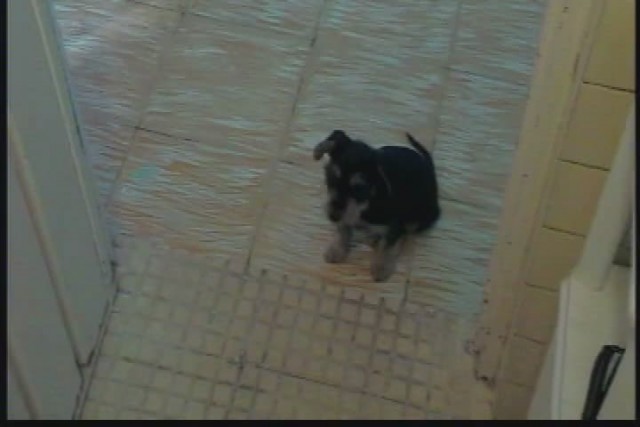 Latina teen slut Areli taking shower  