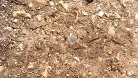 Cate McQueen Shortie Shostah aitana_hs