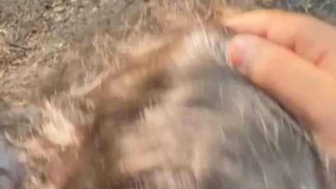 VanessaTheBarista Stephanie West Roxyspleasure - https://ja.cat/tg